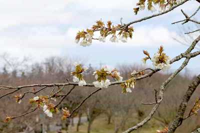 大島桜２.jpg