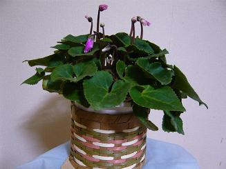 P1000075.JPG