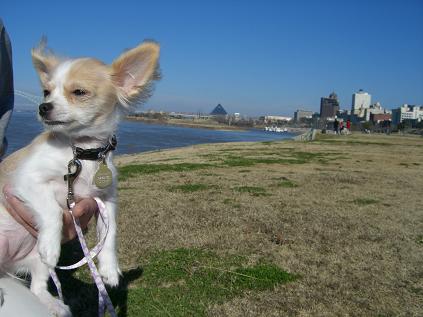 park in Memphis