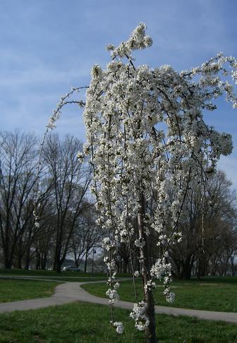 しだれ桜？