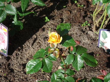 黄色のバラが咲いた