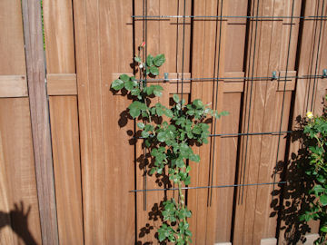 伸びていく赤いバラ