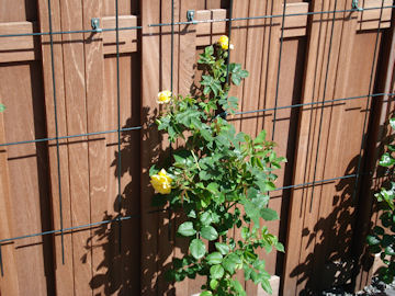 伸びていく黄色いバラ