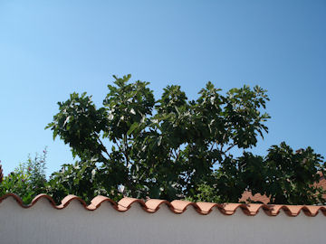 隣のいちじくの木