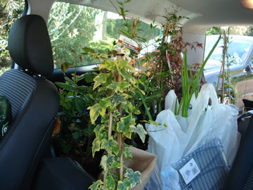植物買出し後、車の運転席から。