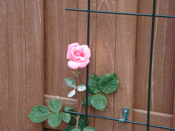 ピンクのバラ