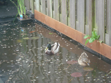 鴨のつがい　２