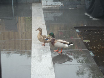 鴨のつがい　３