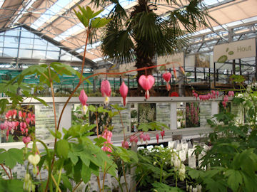 ハート型の花が咲いている