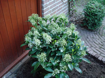 玄関先の花壇に植えるいい匂いの花