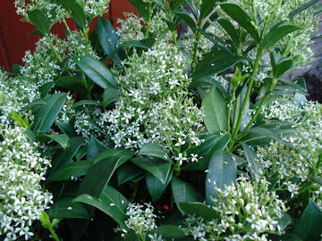 いい匂いの植物のアップ