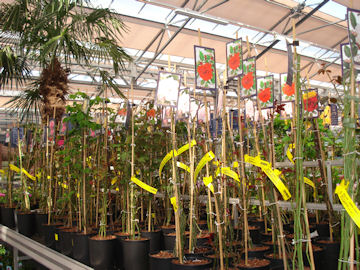 塀に絡まっていくバラの花