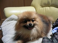 s-2008-04-29ポメラニアン 010.jpg