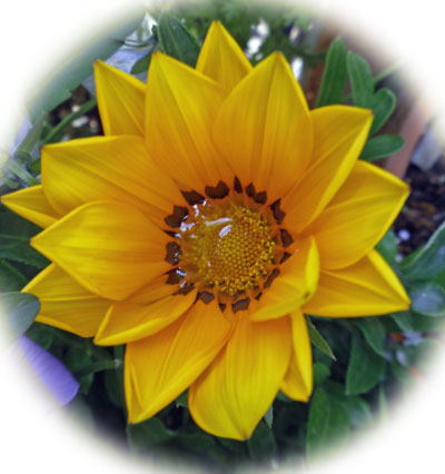 gazania.jpg