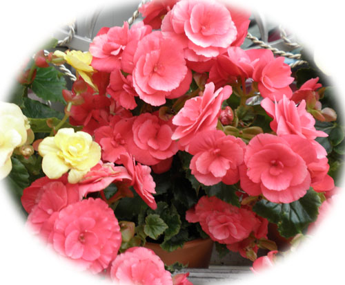 ri-gasubegonia.jpg