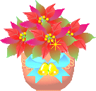 bd_poinsettia3.gif