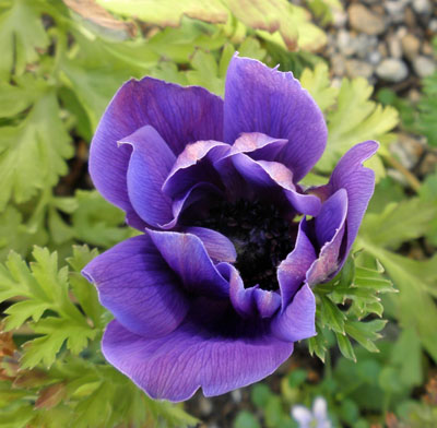 anemone.jpg