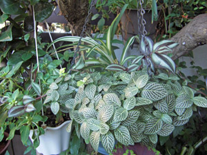 fittonia.jpg