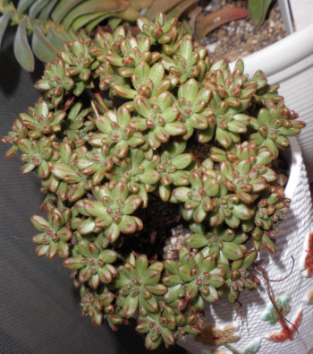 P3250227-1.JPG