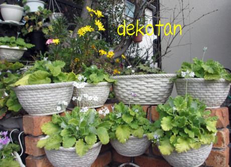 dekotan