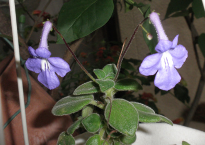 P6100283-1.JPG