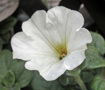 safunia.jpg