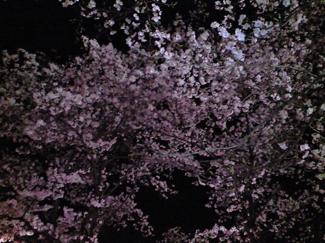 天覧山　夜桜