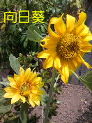 庭の花