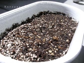 バジルを植えました。_02