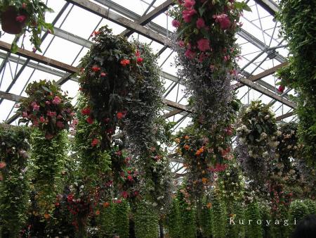 ハンギングベゴニア