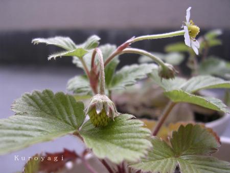 小さな青い実。。