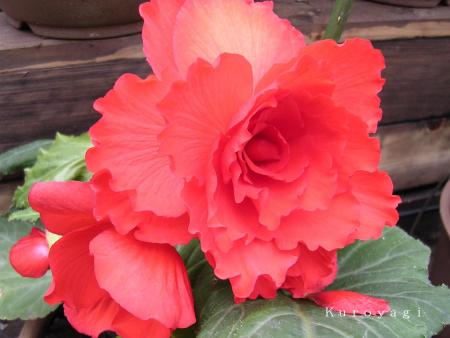 赤いベゴニア