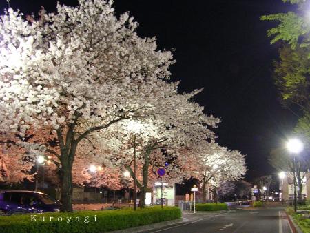 それはそれは見事な夜桜でした♪