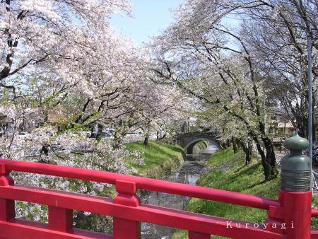 川の両端に桜の木☆