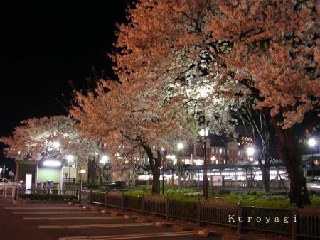 ヨっ！桜！☆（夜桜… 苦笑）