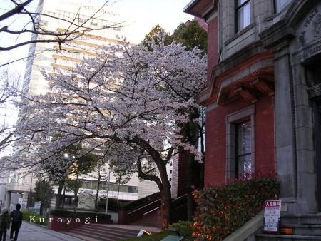 昼間に見る桜はまた雰囲気が違いました。。