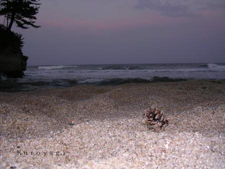 砂浜の松ぼっくり。。