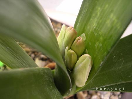 クンシランの花芽、かな。。