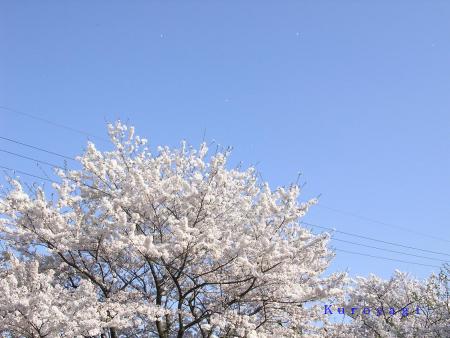 小山川の桜も満開でした♪