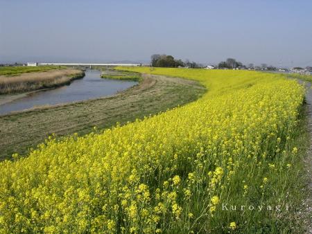 小山川の土手は菜の花色のじゅうたん♪