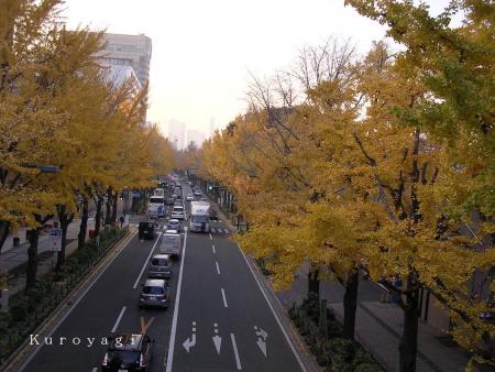 山下公園通りのイチョウ並木。。