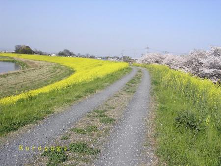 十何年ぶりに歩いた小山川の土手。。