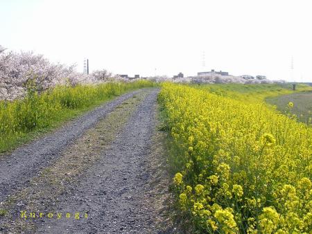 土手に沿って桜の花と菜の花が続く。。