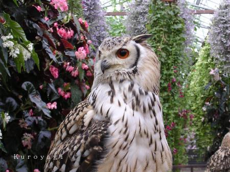 ミミズクとお花