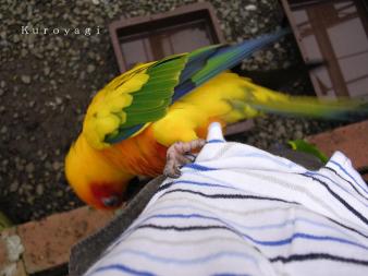 黄色いロリキート