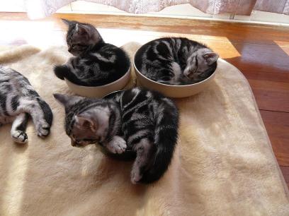 猫丼３丁上がり！.jpg