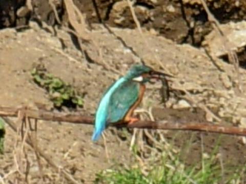 野鳥、カワセミ、 011.jpg