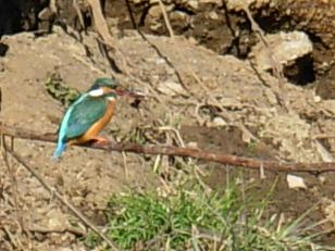 野鳥、カワセミ、 012.jpg