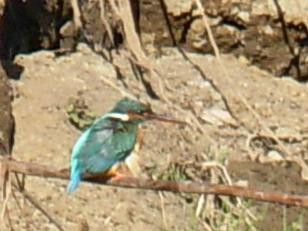 野鳥、カワセミ、 013.jpg