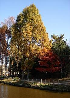 08.11.22.上尾丸山公園、紅葉、 029.jpg